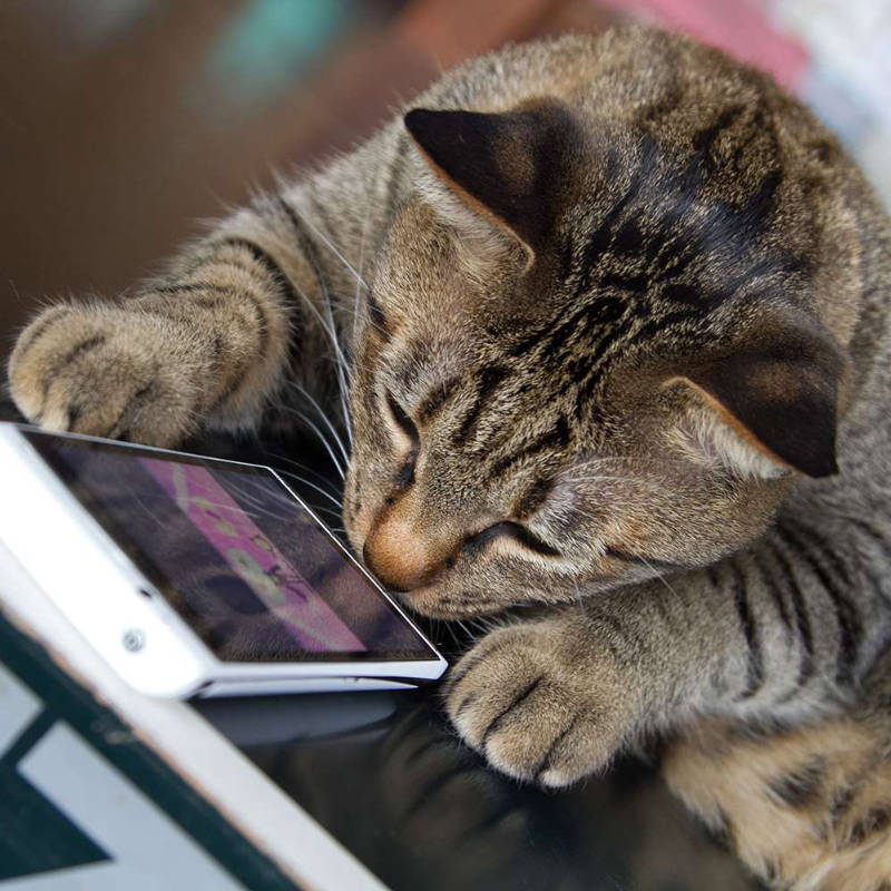 kitten collars online Ireland