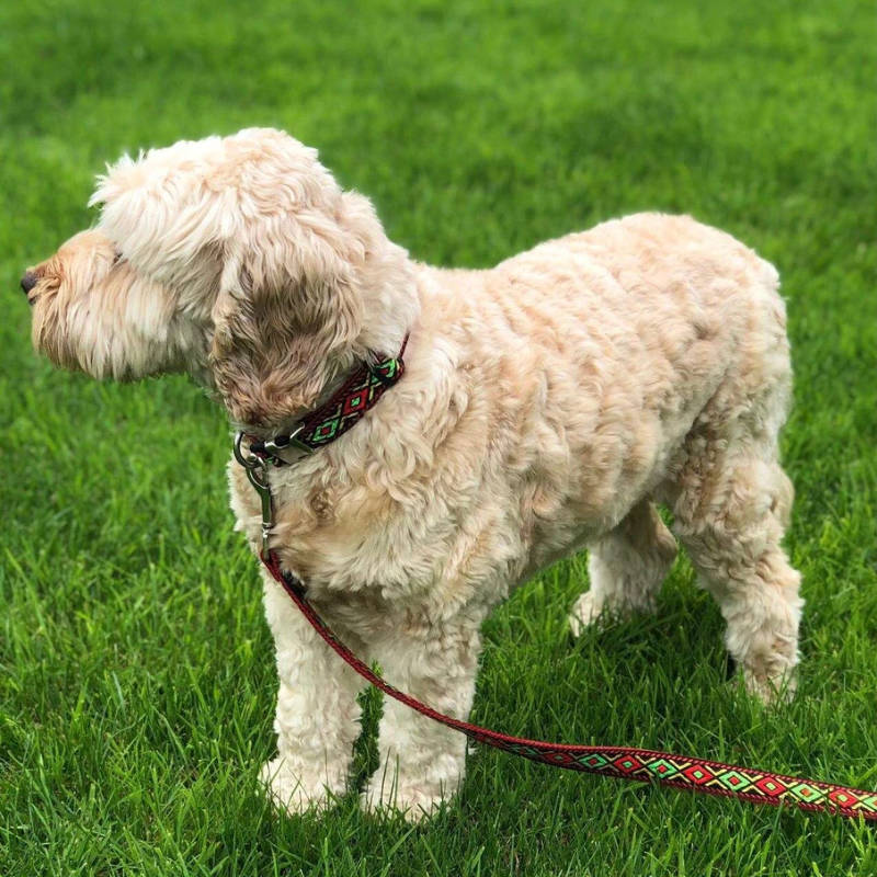 Dog leads online Ireland