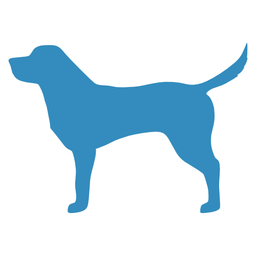 Buy pet tags online Ireland